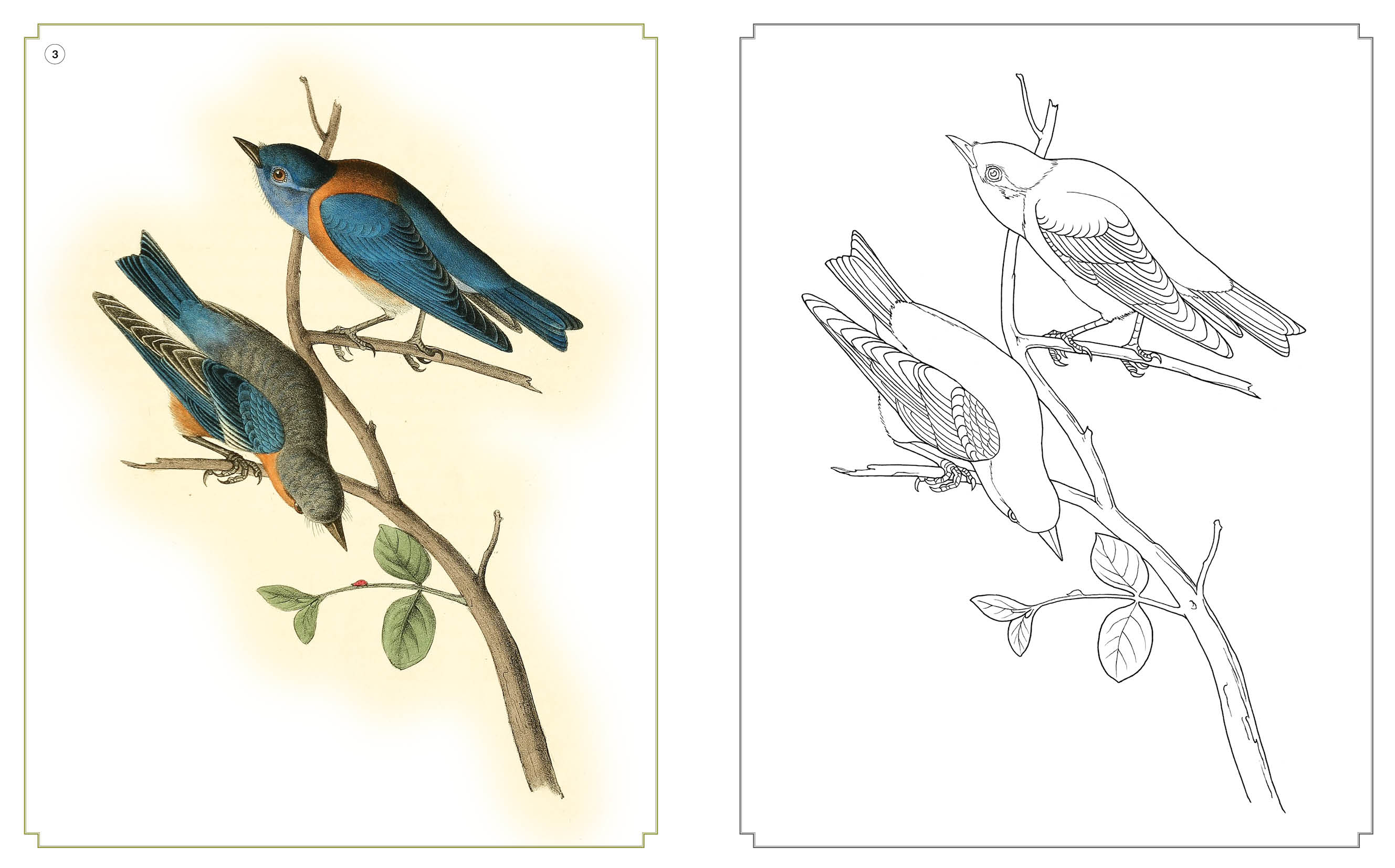 Kolorowanka relaksacyjna. Niezwykłe ptaki
