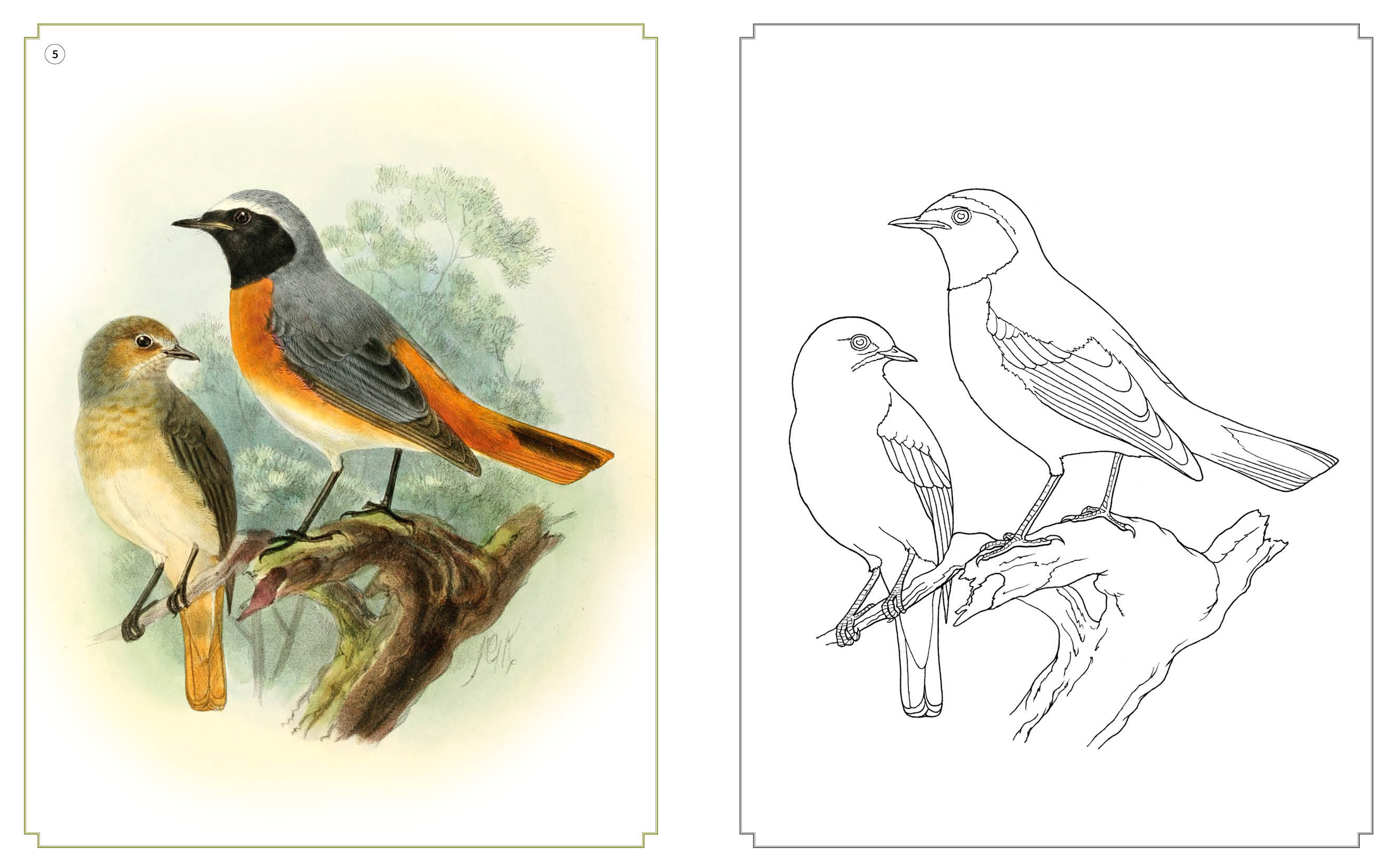 Kolorowanka relaksacyjna. Niezwykłe ptaki