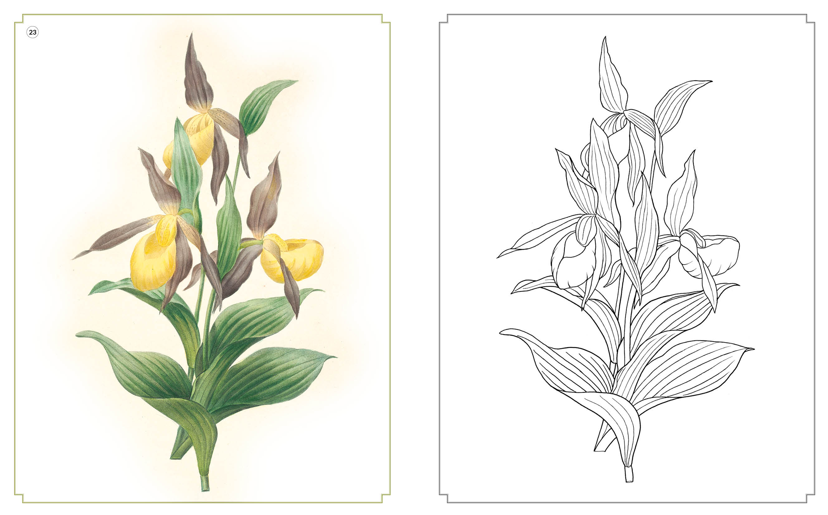 Kolorowanka relaksacyjna. Zachwycające kwiaty