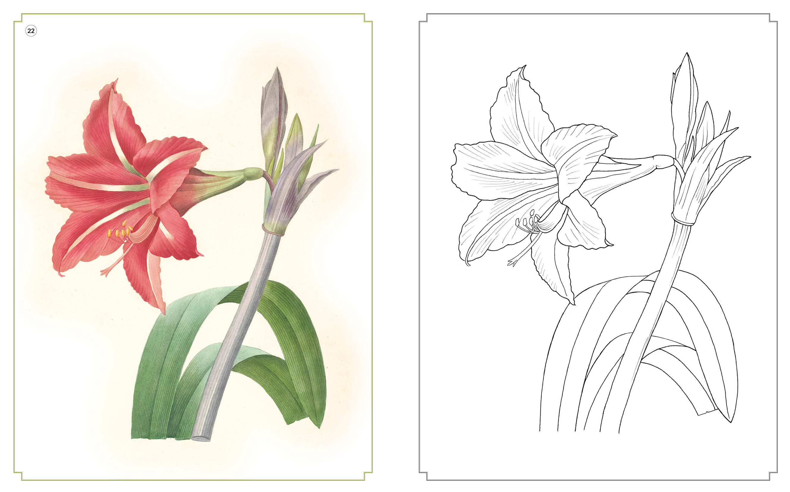 Kolorowanka relaksacyjna. Zachwycające kwiaty